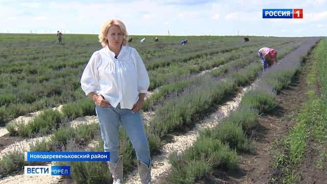 В Орловской области начала распускаться лаванда смотреть онлайн