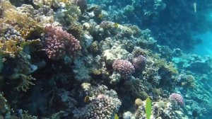 Sentido Reef Oasis Senses Aqua Park Resort, Sharm El Sheikh Winter 2020