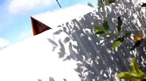 Результат липкой ленты на вишне от тли и муравьев