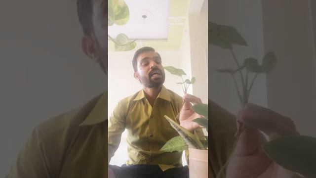 Syngonium Propagation In WaterHow To Grow Syngonium Cutting In Water