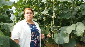 Огурец «Гармонист» — скороспелый, без горечи