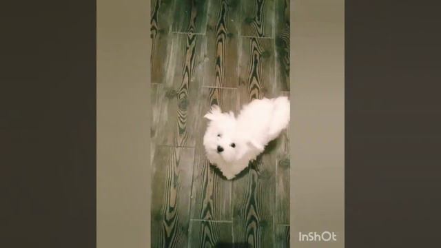 Щенки Мальтийской Болонки!?( Продажа) смотреть онлайн