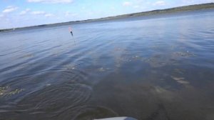 Рыбалка с  лодки на поплавок . Крупная красноперка на поплавок.