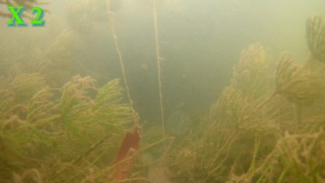 Перловка Реакция рыбы Подводная съемка. ТАКОГО ВЫ ЕЩЁ НЕ ВИДЕЛИ!!! смотреть онлайн