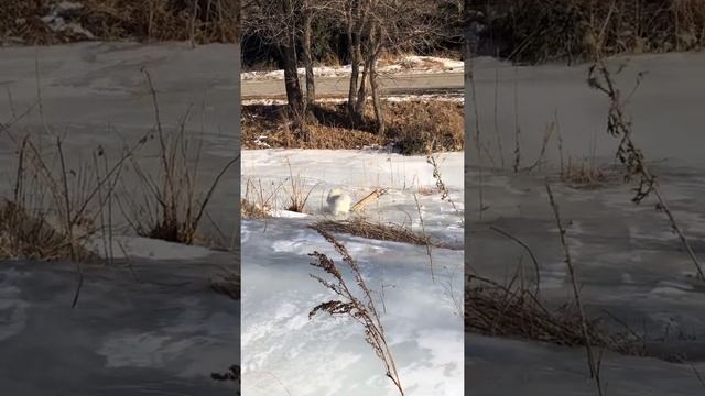Очень смешное видео: ШПИЦЫ НА СКОЛЬЗКОМ ЛЬДУ :коньков не хватает??? смотреть онлайн
