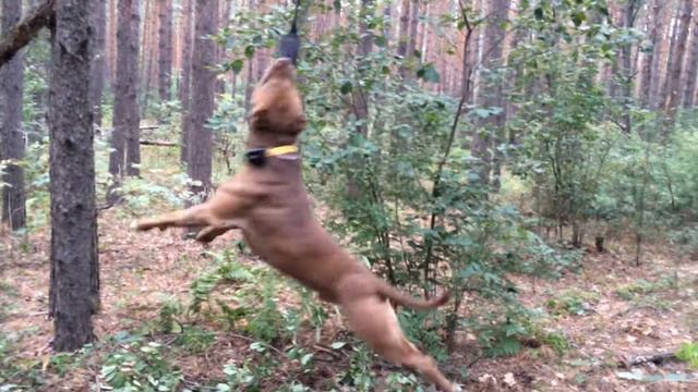 АПБТ U' KENT TORNADO смотреть онлайн