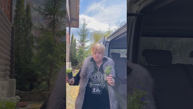 НИЗКОРОСЛЫЕ  ОДНОЛЕТНИКИ ДЛЯ БОРДЮРОВ ЦВЕТНИКОВ   САДОВЫЕ ОДНОЛЕТНИЕ РАСТЕНИЯ #shorts