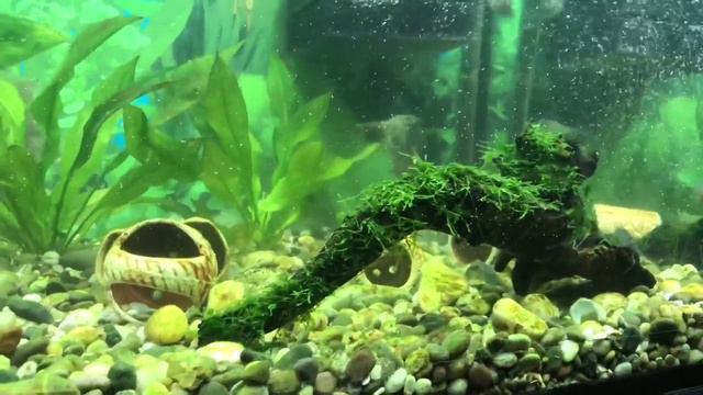 ПОДАРОК МАМЕ!!! ЧАСТЬ 4! НЕРЕСТ! БОРЬБА С ЗЕЛЕНЫМИ СТЕКЛАМИ! НИТЧАТКА! МАЛЬКИ ЦИХЛОЗОМ! ФИЛЬТРАЦИЯ! смотреть онлайн