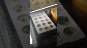 Ростки клубники