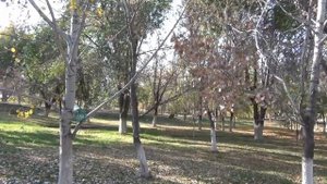 Александров Гай Площадь 35-летия Победы, Парк отдыха