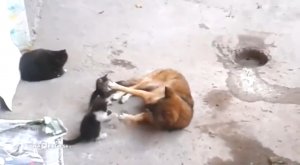 Кошка с котятами встретила своего старого друга