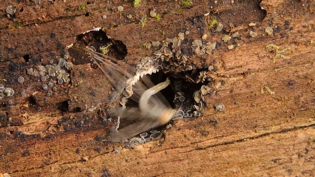 рождение долгоножки смотреть онлайн