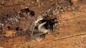 рождение долгоножки