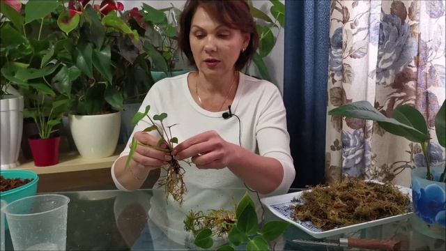 Антуриумы во мху, особенности выращивания смотреть онлайн