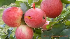 Яблоня обыкновенный Осеннее полосатое (malus) ? обзор: как сажать, саженцы яблони Осеннее полосатое