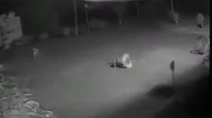 Тигр утащил собаку