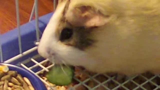 моя морская свинка ест огурец смотреть онлайн