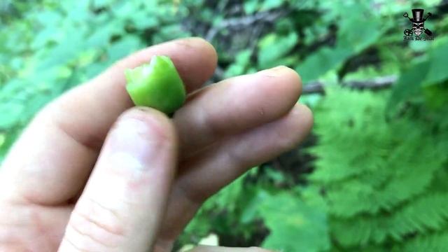 ГРИБЫ на Сахалине. смотреть онлайн