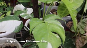 GARDEN / PLANT NURSERY TOUR May 2022 (Philippines) | With Plant Names