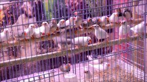 Амадины   домашние птички