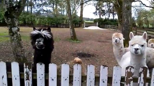 Альпака ламы смотреть онлайн