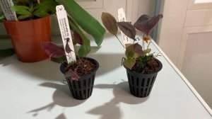 Цветение орхидеи лепантес (Lepanthes niesseniae и Lepanthes lucifer)