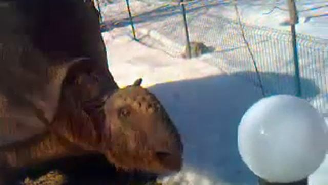 ЭКСКУРСИЯ В ПАРКЕ СКАЗКА ДИНО ПАРК С ЖИВОТНЫМИ ЮРСКОГО ПЕРЕУДА... 15.03.2022г ВТОРНИК... смотреть онлайн