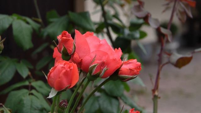 Canon Eos 20D in 2023 Sample images 1 смотреть онлайн