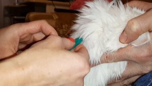 Как сделать укол коту. Нow to give a cat an injection