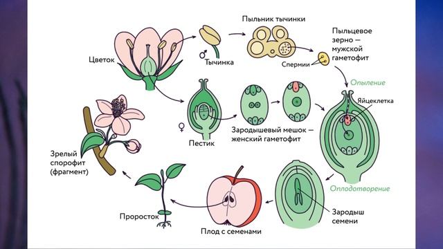 "Высшие растения", Биология 7 класс, Сивоглазов.mp4