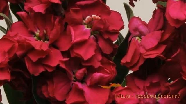 Маттиола обыкновенная Ред (matthiola cinderella red) ? Ред обзор: как сажать, семена маттиолы Ред