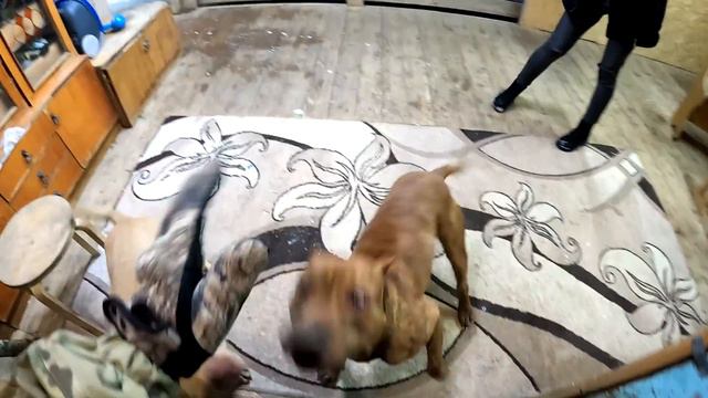 Красавица Подписчица приехала в гости РАДИ ПИТБУЛЯ ГРАФА !!! Волки трепят Колобка посреди ночи !!! смотреть онлайн