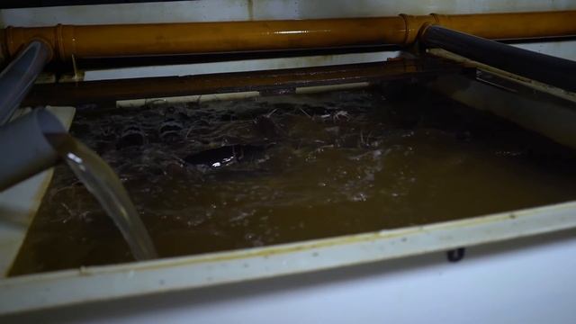 Выращивание клариевого сома в УЗВ