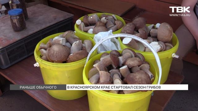 Грибы в красноярске фото