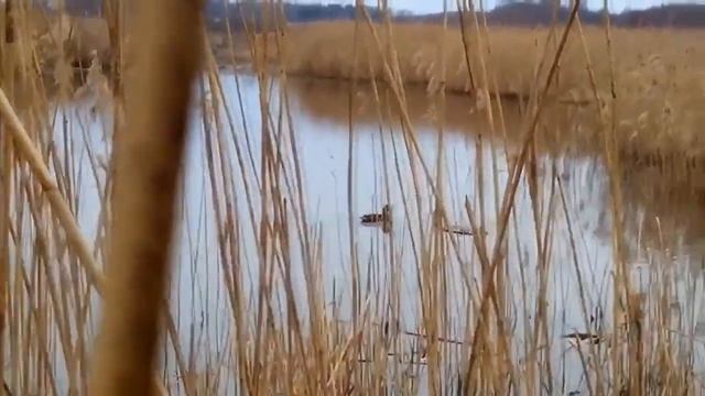 Полезные свойства мясо рябчика и противопоказания, Калорийность рябчика.