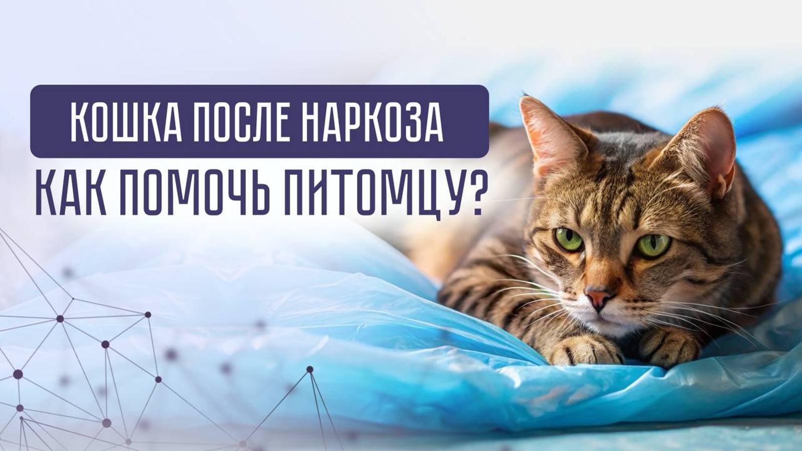 Кошка после наркоза. Что делать, если остались один на один с животным?