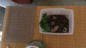 Как сделать террариум для улиток своими руками.  Мастер-класс.  Shark & Friend.