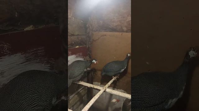 цесарки смотреть онлайн