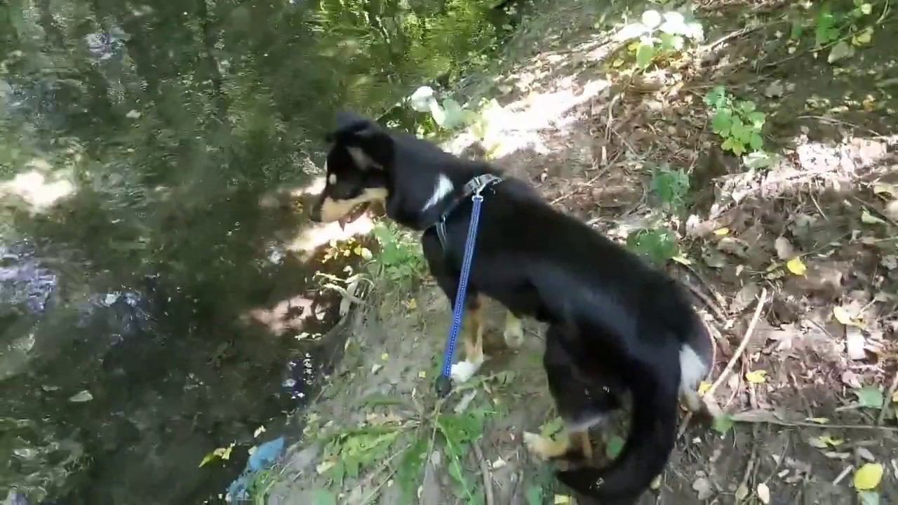 Мочим лапки. Лайтовое купание Дины 4.07.2020