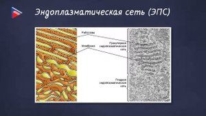 10 класс - Биология - Цитоплазма. Клеточный центр. Рибосомы