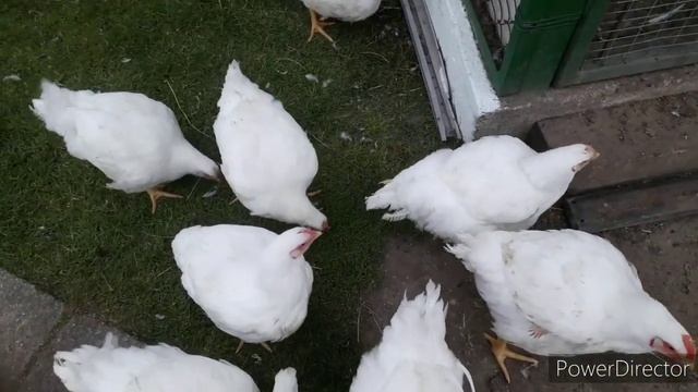 Итоги выращивания бройлеров! Самое полезное мясо! смотреть онлайн