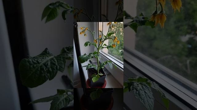 Томаты черри на окне смотреть онлайн