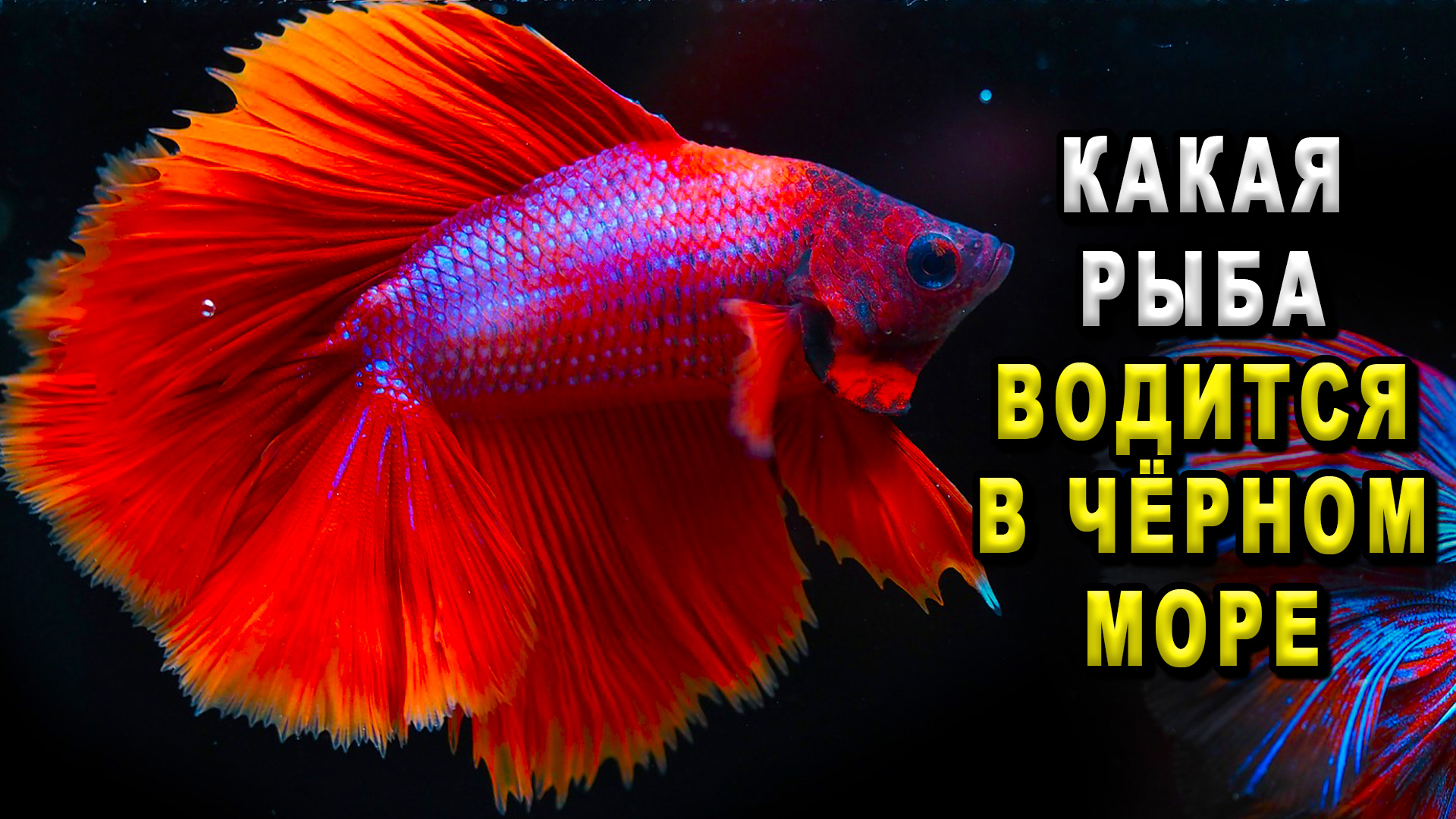 Какая рыба водится в Чёрном море