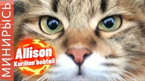 Как растут котята породы "Курильский бобтейл"| Один месяц 27 дней