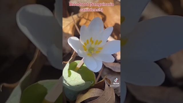 Bloodroot (Sanguinaria canadensis). #plants #flowers  #nature