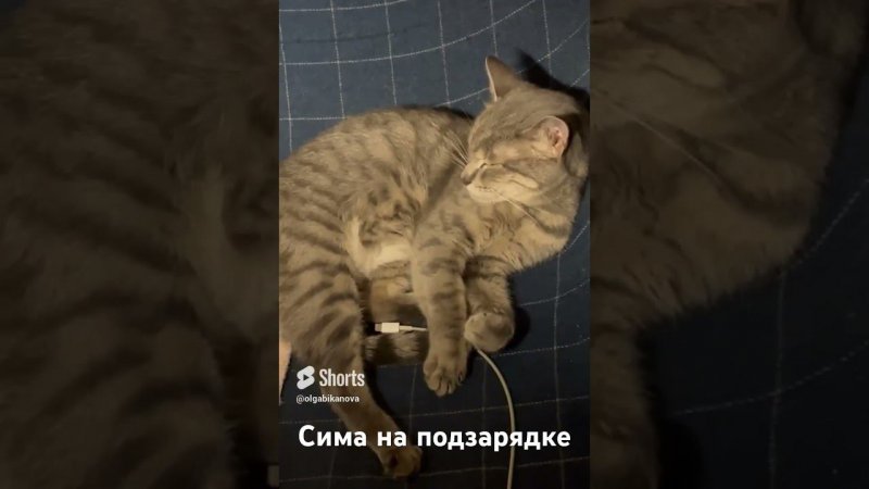 #кот #кошка #животные #animals #cat #sima #camedy #смешное #смешноепроживотных #shorts #камеди #diy