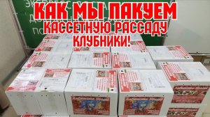 Как мы пакуем, и отправляем кассетную  рассаду!