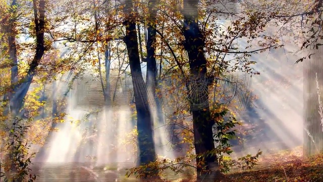 НЕРАЗЛУЧНА С ЛЕСОМ-БАТЮШКОЙ... смотреть онлайн