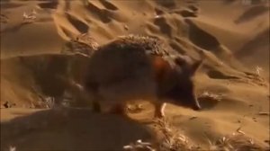 Природа Большого КАВКАЗА \  Кавказский заповедник \ ГОРЫ КАВКАЗА \ ЖИВОТНЫЕ КАВКАЗА \ Видео архив \