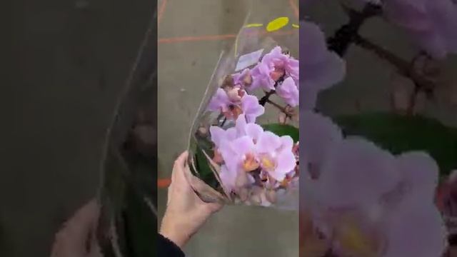 Орхидея Мультифлора смотреть онлайн